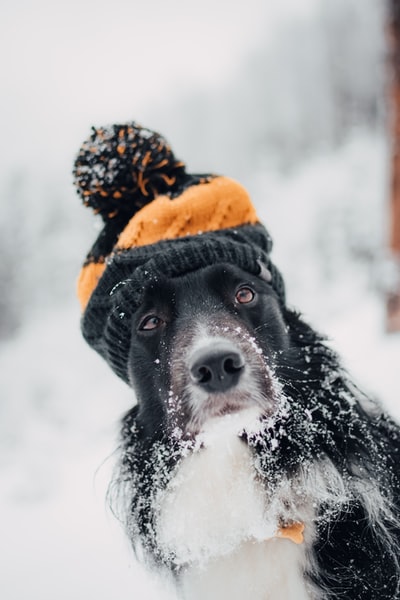 成年短毛狗坐在雪地上，戴着橙色和黑色的帽子